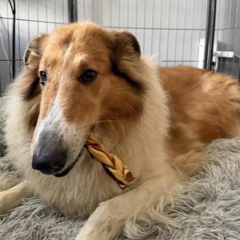 Daisy -  Collie Dog for Adoption in Dublin, Ohio - Daisy | PetCurious
