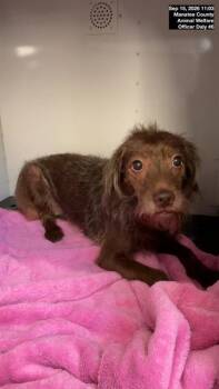 FRAGGLE -  Mixed Breed Dog for Adoption in Palmetto, Florida - FRAGGLE | PetCurious