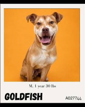 Goldfish -  Mixed Breed Dog for Adoption in Charlotte, Michigan - Goldfish | PetCurious