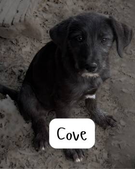 Irish Wolfhound Dogs Available for Adoption in Zimmerman, Minnesota - Cove | PetCurious