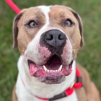 Quira -  Pit Bull Terrier Dog for Adoption in York, Pennsylvania - Quira | PetCurious