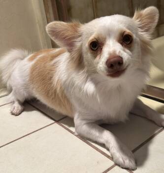 PIPPA -  Pomeranian and Chihuahua Dog for Adoption in El Cajon, California - PIPPA | PetCurious
