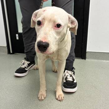 Sasha -  Terrier and Mixed Breed Dog for Adoption in Abilene, Texas - Sasha | PetCurious
