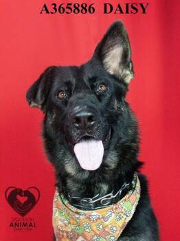 Rescue German Shepherd Dog Dogs for Adoption in Stockton, California - DAISY | PetCurious