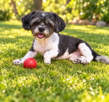 Brady -  Shih Tzu Dog for Adoption in Rockville, Maryland - Brady | PetCurious
