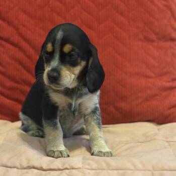Sweet Evelyn -  Mixed Breed and Dachshund Dog for Adoption in South Riding, Virginia - Sweet Evelyn | PetCurious