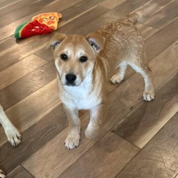 German Shepherd Dog and Shepherd Dogs Available for Adoption - Flower Blossom | PetCurious