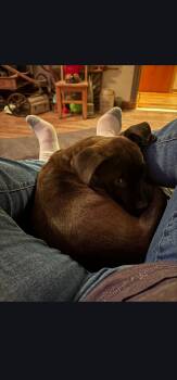 Terrier Dogs Available for Adoption - Twist | PetCurious