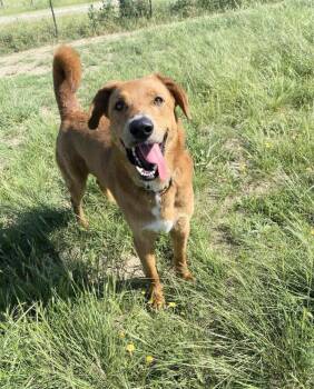 Big Red -  Irish Setter and Mixed Breed Dog for Adoption in Lucas, Texas - Big Red | PetCurious
