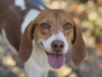 Rescue Beagle Dogs for Adoption in Meherrin, Virginia - Nestle | PetCurious