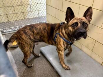 PAPAS -  German Shepherd Dog and Pit Bull Terrier Dog for Adoption in Woodland, California - PAPAS | PetCurious