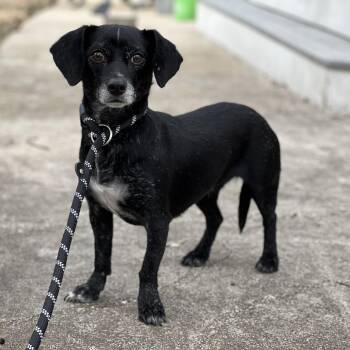 Dachshund Dogs Available for Adoption - Pepper | PetCurious