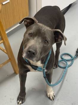 Rescue Pit Bull Terrier and Labrador Retriever Dogs for Adoption in Hartsville, South Carolina - Hufflepuff | PetCurious