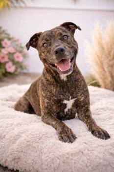 American Staffordshire Terrier and Pit Bull Terrier Dogs Available for Adoption - Phoenix | PetCurious
