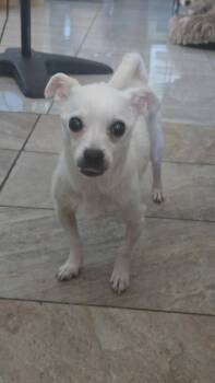 Poncho -  Chihuahua Dog for Adoption in Concord, California - Poncho | PetCurious