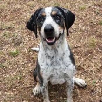 Bluetick Coonhound Dogs Available for Adoption - La Fayette | PetCurious