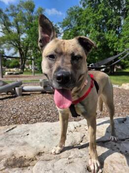 Zoe -  Mixed Breed Dog for Adoption in Westland, Michigan - Zoe | PetCurious