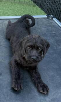 Marlon -  Labradoodle and Pug Dog for Adoption in San Diego, California - Marlon | PetCurious