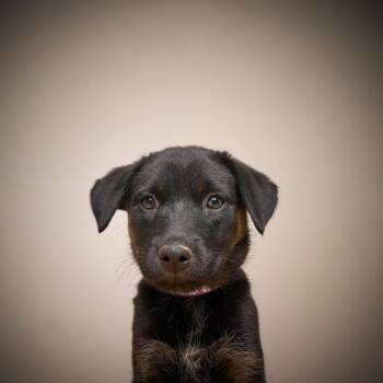 Beagle Dogs Available for Adoption - Abilene D68538 | PetCurious