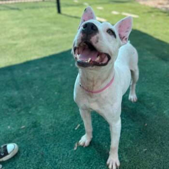 Zoya (Formerly Taco) -  Mixed Breed Dog for Adoption in Bartlett, Tennessee - Zoya (Formerly Taco) | PetCurious