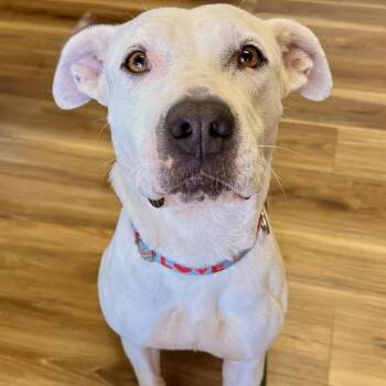 Luna -  Pit Bull Terrier Dog for Adoption in Saint Joseph, Missouri - Luna | PetCurious