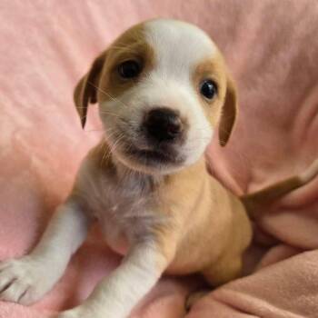 Wirehaired Terrier Dogs Available for Adoption - Misty (Perla