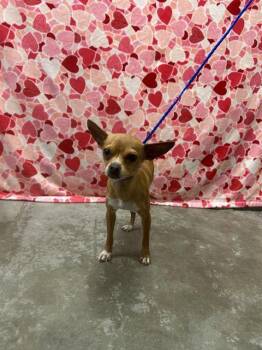 Chihuahua Dogs Available for Adoption - HAZLEY | PetCurious
