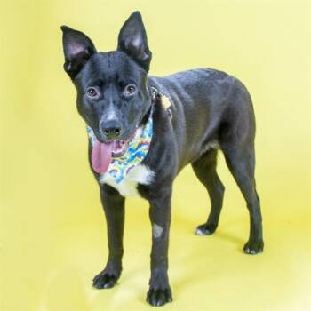 MARSHALL -  Labrador Retriever and German Shepherd Dog Dog for Adoption in St. Louis, Missouri - MARSHALL | PetCurious