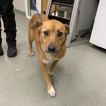 WAGS-Stray-22656 -  Yellow Labrador Retriever and Mixed Breed Dog for Adoption in Westminster, California - WAGS-Stray-22656 | PetCurious