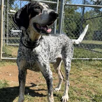 Duffy -  Bluetick Coonhound Dog for Adoption in Harrisonburg, Virginia - Duffy | PetCurious