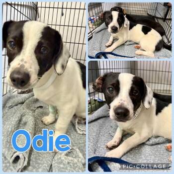 Odin -  Jack Russell Terrier and Mixed Breed Dog for Adoption in Opelika, Alabama - Odin | PetCurious
