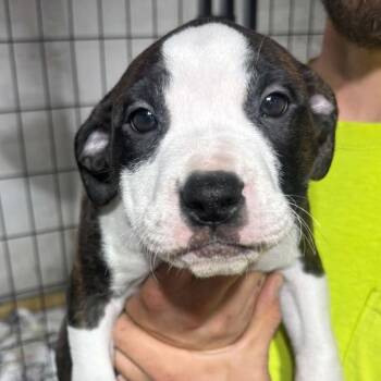 Link -  Mixed Breed Dog for Adoption in Dekalb, Illinois - Link | PetCurious