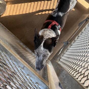 Kona -  Australian Cattle Dog Blue Heeler Dog for Adoption in Lake Jackson, Texas - Kona | PetCurious