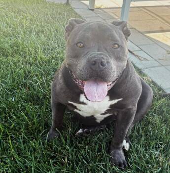 Jack -  Pit Bull Terrier Dog for Adoption in San Diego, California - Jack | PetCurious