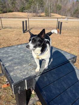 Chihuahua and Collie Dogs Available for Adoption in Burnsville, North Carolina - Crispin | PetCurious