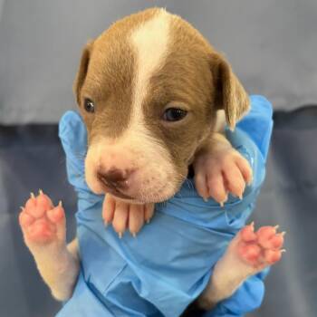 Gabriella -  Mixed Breed Dog for Adoption in Greenville, South Carolina - Gabriella | PetCurious