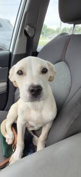 Frodo -  Mixed Breed Dog for Adoption in Cullman, Alabama - Frodo | PetCurious