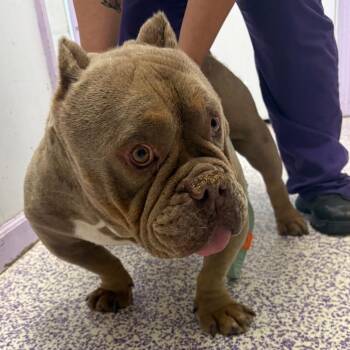 Chipper -  Pit Bull Terrier and Mixed Breed Dog for Adoption in Northbrook, Illinois - Chipper | PetCurious