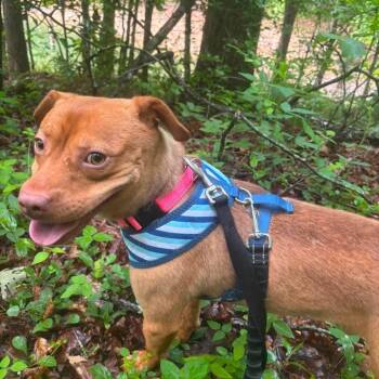 Walker Texas Ranger -  Mixed Breed Dog for Adoption in Corbin, Kentucky - Walker Texas Ranger | PetCurious