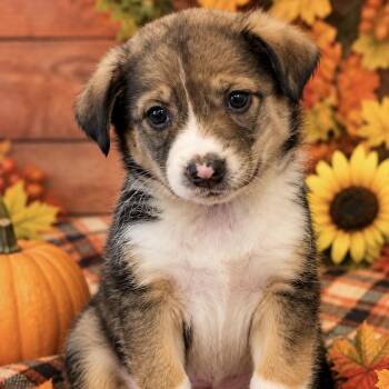 Kinsey -  Australian Shepherd Dog for Adoption in Copiague, New York - Kinsey | PetCurious