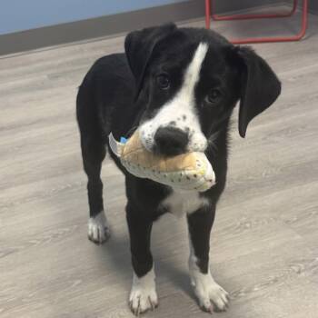 Australian Shepherd and Catahoula Leopard Dog Dogs Available for Adoption - Lady Mae | PetCurious