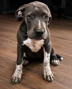 Annalisa -  Mastiff and American Staffordshire Terrier Dog for Adoption in Minneapolis, Minnesota - Annalisa | PetCurious