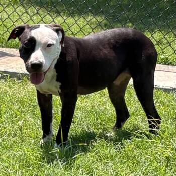 Pit Bull Terrier Dogs Available for Adoption in The Colony, Texas - Blair | PetCurious