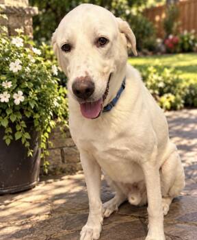 Blanco -  Great Pyrenees Dog for Adoption in Richmond, Texas - Blanco | PetCurious