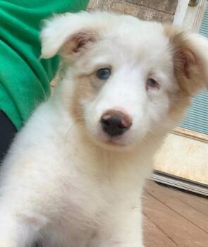 Rescue Shetland Sheepdog Sheltie Dogs for Adoption in Shawnee, Oklahoma - Hattie | PetCurious