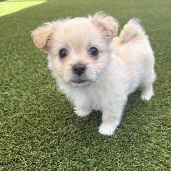 Yoshi 6632 -  Terrier Dog for Adoption in Loxahatchee Groves, Florida - Yoshi 6632 | PetCurious