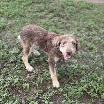 Wirehaired Terrier and Mixed Breed Dogs Available for Adoption in Carencro, Louisiana - Brownie Scout | PetCurious