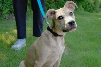 Delilah -  Pit Bull Terrier and Terrier Dog for Adoption in Woodbury, Minnesota - Delilah | PetCurious