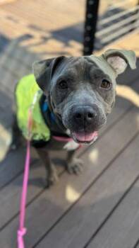 Rescue Pit Bull Terrier Dogs for Adoption in Eagle, Idaho - Swiss **Courtesy Post. Out Of Town Pet. See Below For Details** | PetCurious