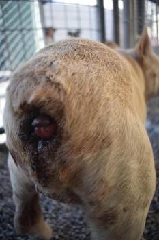 French Bulldog and Mixed Breed Dogs Available for Adoption in Pahrump, Nevada - Royalty Iza Leon (Maribou) | PetCurious